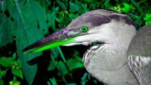 Close-up of bird