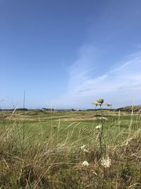 Scenic view of field against blue sky