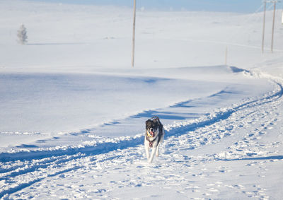 Beautiful alaskan husky dog enjoying a sunny day in winter. sled dogs in norway winter.