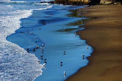 Birds at beach