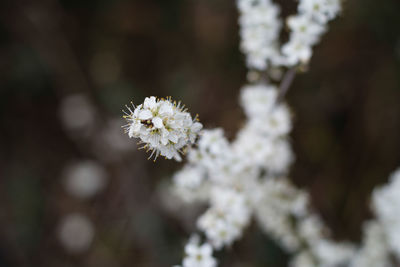 Close-up of white cherry blossom