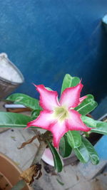 Close-up of pink flower