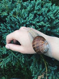 Close-up of hand feeding on grass