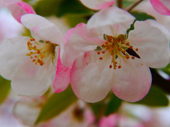 Close-up of pink flowers blooming outdoors