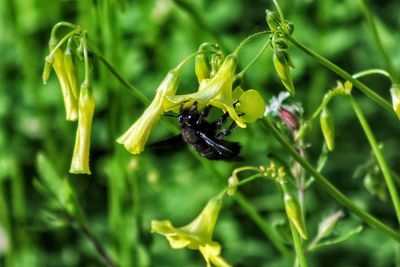 Close-up of insect on plant