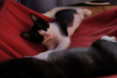 Close-up of cat resting