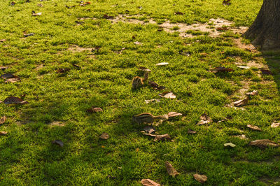 High angle view of sheep on field