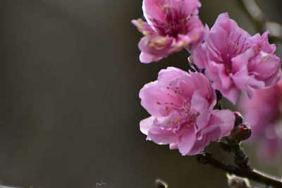 Close-up of pink cherry blossom