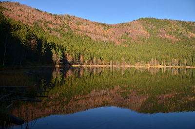 Scenic view of lake in forest against clear sky