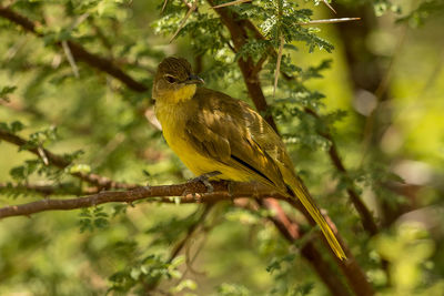 Bird perching on a tree