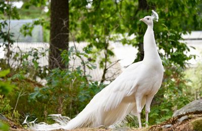 White bird in a forest