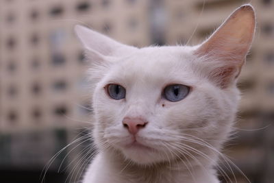 Close-up portrait of a cat