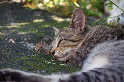 Close-up of a cat sleeping on field