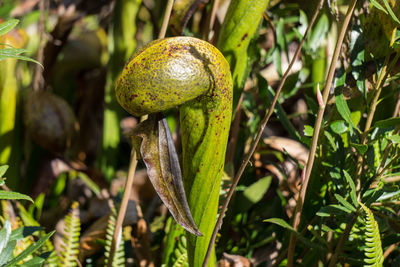 Close-up of carnivorous plant at botanical garden