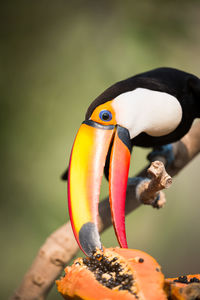 Close-up of toucan eating
