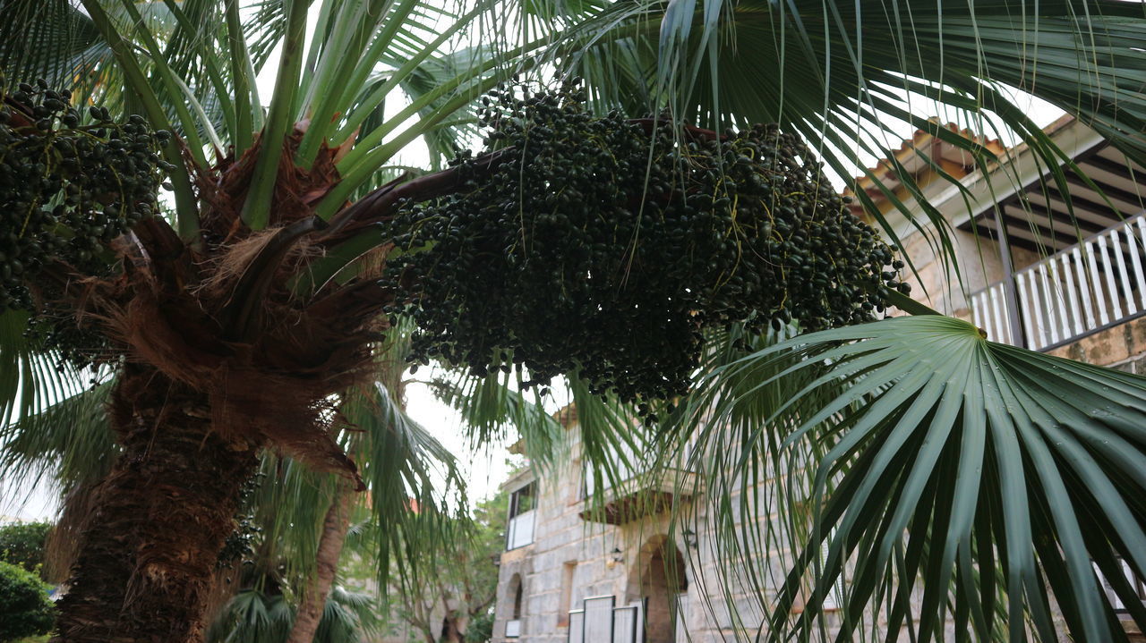 LOW ANGLE VIEW OF PALM TREES AGAINST PLANTS