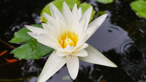 Close-up of water lily in lake