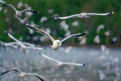 A photograph of a white seagull flying in the sky with its flocks.