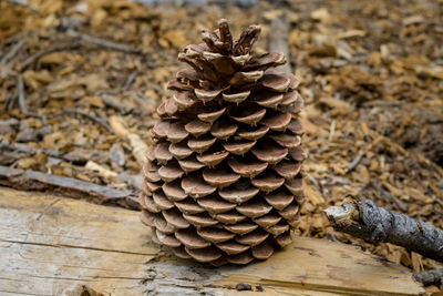 Close-up of pine cone on table