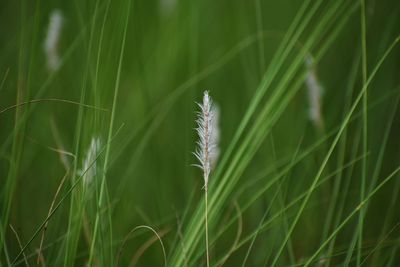 Close-up of stalks in field