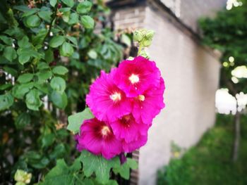 Close-up of pink flower