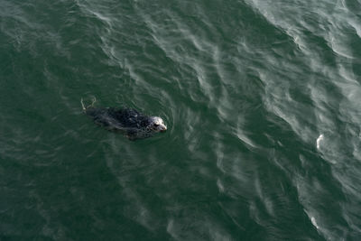 High angle view of turtle swimming in sea