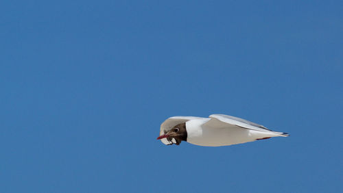 Low angle view of seagull flying against clear blue sky