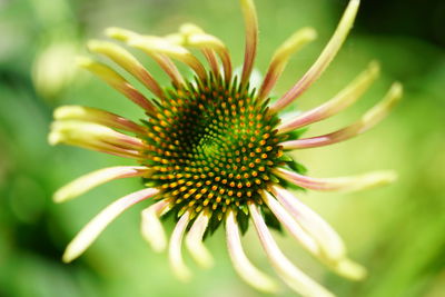 Close-up of flowers