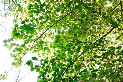 Low angle view of tree against sky