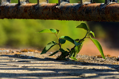 Close-up of plant growing on land during sunny day