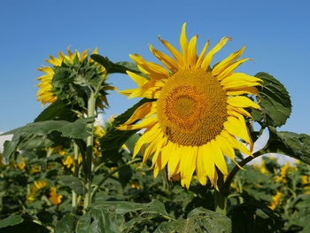 Close-up of yellow flowering plant against clear sky