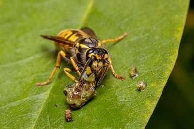 Close-up of spider