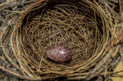High angle view of egg in nest