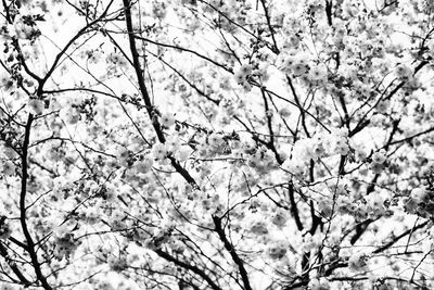 Low angle view of blooming tree