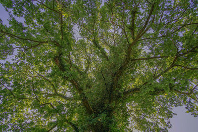 Low angle view of tree in forest