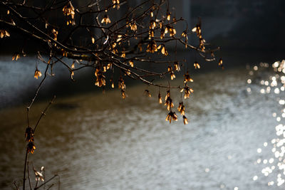 Close-up of illuminated tree against sky at night