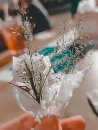 Close-up of hand holding white flowering plant