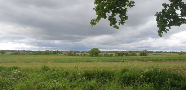 Scenic view of field against sky