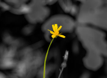 Close-up of yellow flower blooming outdoors
