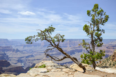 Trees on landscape against sky