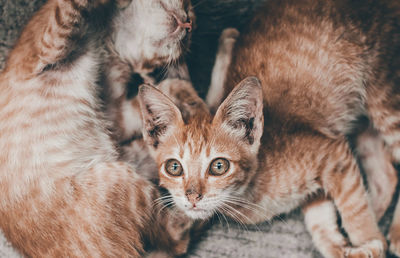 High angle view of cats