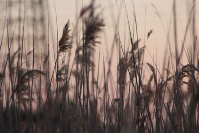 Close-up of stalks in field against sky