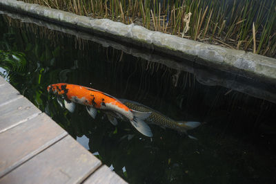 High angle view of fish swimming in lake