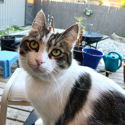 Close-up portrait of a cat