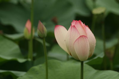 Close-up of pink lotus