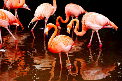 Flamingos at the jurong bird park, singapore.