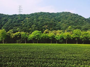 Plants growing on field