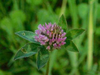 Close-up of pink flowering plant