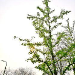 Low angle view of tree against clear sky