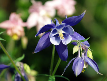 Close-up of purple flowering plant